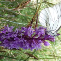 Papillon sur Orchis